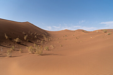 view from Nature and landscapes of dasht e lut or sahara desert with rotten tamarisk tree . Middle East desert