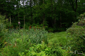 spring in the woods