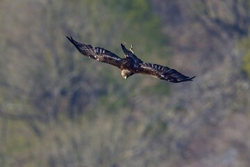 巣材の枝を掴んで飛ぶ繁殖期のイヌワシ