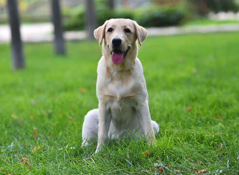a lovely labrador retriever in a green field