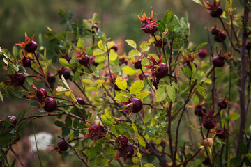 Beautiful berry bush. Ripe berrys of Rosa canina. Dog rose. Autumn landscape.