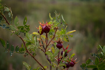 Beautiful ripe berrys of Rosa canina. Dog rose. Berry bush. Autumn landscape.