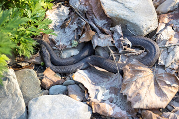Snake in river bed - Copper Belly Water Snake in the Cuyahoga Valley National Park, Cleveland, Ohio. 