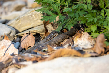Closeup of snake in river bed - Copper Belly Water Snake in the Cuyahoga Valley National Park, Cleveland, Ohio. 