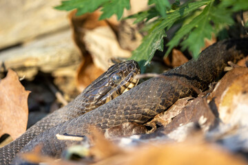 Closeup of snake in river bed - Copper Belly Water Snake in the Cuyahoga Valley National Park, Cleveland, Ohio. 