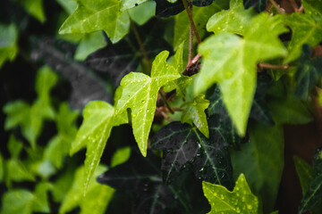 leaves in the sun