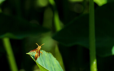 Yellow wasp on a green leaf