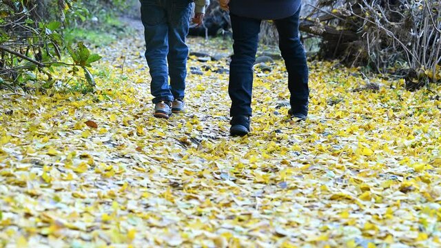 Video of the feet of a parent and child walking in the forest in autumn.