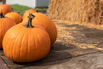 Group of pumpkin for sale at a pumpkin patch