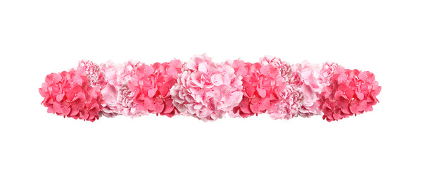 Delicate beautiful hortensia flowers on white background, top view. Banner design