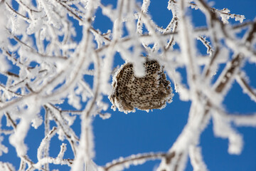 Wasp Nest Among Frosty Branches