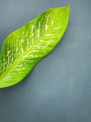 His hand hold spotted leave ,Green leaves containing white spots and flecks with clipping path. Exotic tropical leaf, isolated on grey background with clipping path. Close up.