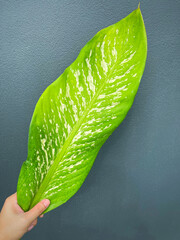 His hand hold spotted leave ,Green leaves containing white spots and flecks with clipping path. Exotic tropical leaf, isolated on grey background with clipping path. Close up.
