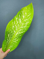 His hand hold spotted leave ,Green leaves containing white spots and flecks with clipping path. Exotic tropical leaf, isolated on grey background with clipping path. Close up.
