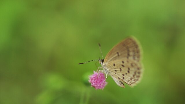 butterfly on a flower © Taufik