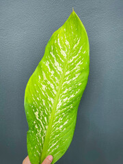 His hand hold spotted leave ,Green leaves containing white spots and flecks with clipping path. Exotic tropical leaf, isolated on grey background with clipping path. Close up.