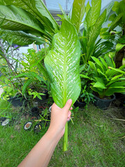 His hand hold spotted leave ,Green leaves containing white spots and flecks with clipping path.Exotic tropical leaf, isolated on garden background with clipping path.Close up.