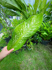 His hand hold spotted leave ,Green leaves containing white spots and flecks with clipping path.Exotic tropical leaf, isolated on garden background with clipping path.Close up.