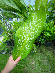 His hand hold spotted leave ,Green leaves containing white spots and flecks with clipping path.Exotic tropical leaf, isolated on garden background with clipping path.Close up.