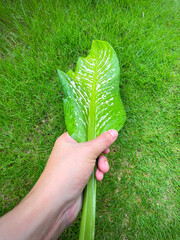 His hand hold spotted leave ,Green leaves containing white spots and flecks with clipping path. Exotic tropical leaf, isolated on green yard background. Close up.
