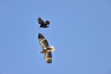 オオワシとワタリガラス（北海道・知床）
