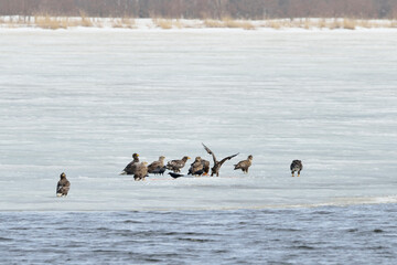 氷上で魚を食べるオジロワシとオオワシ（北海道・小清水町）
