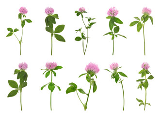 Set with beautiful clover flowers on white background