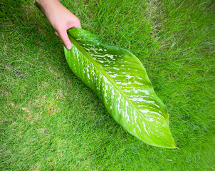 His hand hold spotted leave ,Green leaves containing white spots and flecks with clipping path. Exotic tropical leaf, isolated on green yard background. Close up.