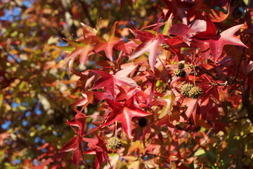 Fototapeta na wymiar 岡山県総合グラウンドの紅葉