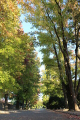 Fototapeta premium 岡山県総合グラウンドの紅葉