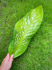 His hand hold spotted leave ,Green leaves containing white spots and flecks with clipping path. Exotic tropical leaf, isolated on green yard background. Close up.