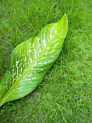 His hand hold spotted leave ,Green leaves containing white spots and flecks with clipping path. Exotic tropical leaf, isolated on green yard background. Close up.