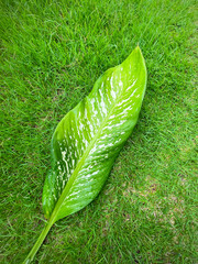 His hand hold spotted leave ,Green leaves containing white spots and flecks with clipping path. Exotic tropical leaf, isolated on green yard background. Close up.