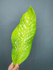 His hand hold spotted leave ,Green leaves containing white spots and flecks with clipping path. Exotic tropical leaf, isolated on grey background with clipping path. Close up.