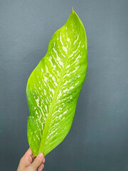 His hand hold spotted leave ,Green leaves containing white spots and flecks with clipping path.Exotic tropical leaf, isolated on grey background with clipping path.Close up.