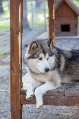 A beautiful and kind Alaskan Malamute shepherd sits in an enclosure behind bars and looks with intelligent eyes. Indoor aviary. 
