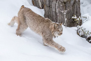 Crédence de cuisine en verre imprimé Lynx Bobcat In The Snow