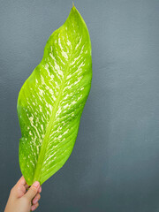 His hand hold spotted leave ,Green leaves containing white spots and flecks with clipping path.Exotic tropical leaf, isolated on grey background with clipping path.Close up.