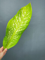 His hand hold spotted leave ,Green leaves containing white spots and flecks with clipping path.Exotic tropical leaf, isolated on grey background with clipping path.Close up.
