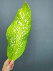 His hand hold spotted leave ,Green leaves containing white spots and flecks with clipping path.Exotic tropical leaf, isolated on grey background with clipping path.Close up.