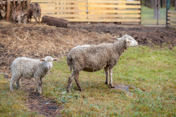 Obraz premium White curly sheep behind a wooden paddock in the countryside. Sheep and lambs graze on the green grass. Sheep breeding. Housekeeping.