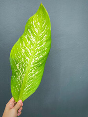His hand hold spotted leave ,Green leaves containing white spots and flecks with clipping path.Exotic tropical leaf, isolated on grey background with clipping path.Close up.