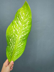 His hand hold spotted leave ,Green leaves containing white spots and flecks with clipping path.Exotic tropical leaf, isolated on grey background with clipping path.Close up.