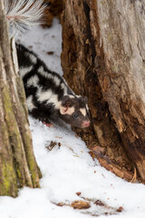 Spotted Skunk In The Snow