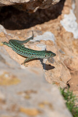Formentera lizard, Podarcis pityusensis on a rock Spain