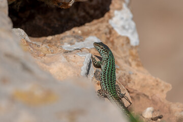 Formentera lizard, Podarcis pityusensis on a rock Spain