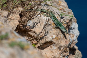 Formentera lizard, Podarcis pityusensis on a rock Spain