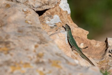 Formentera lizard, Podarcis pityusensis on a rock Spain
