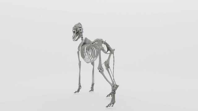 rotation of a dog skeleton with clean white background