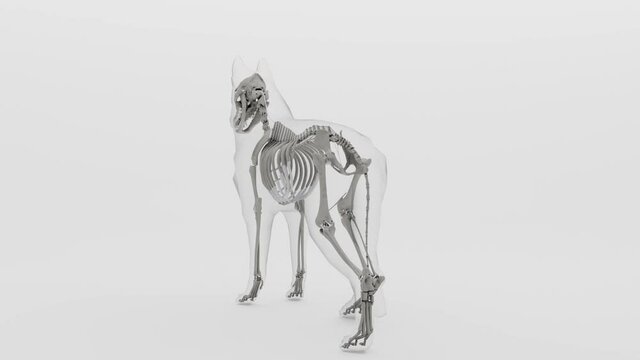 3d render of a rotation of a dog skeleton with transparent body in clean white background